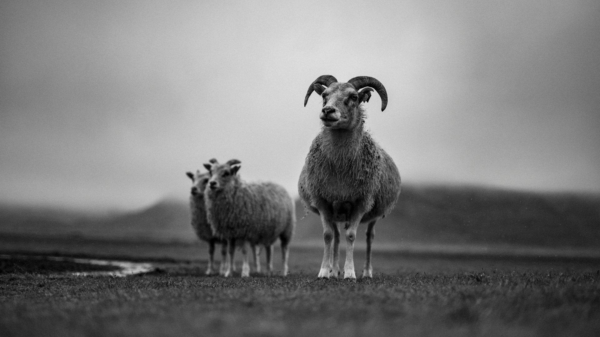 ICELAND