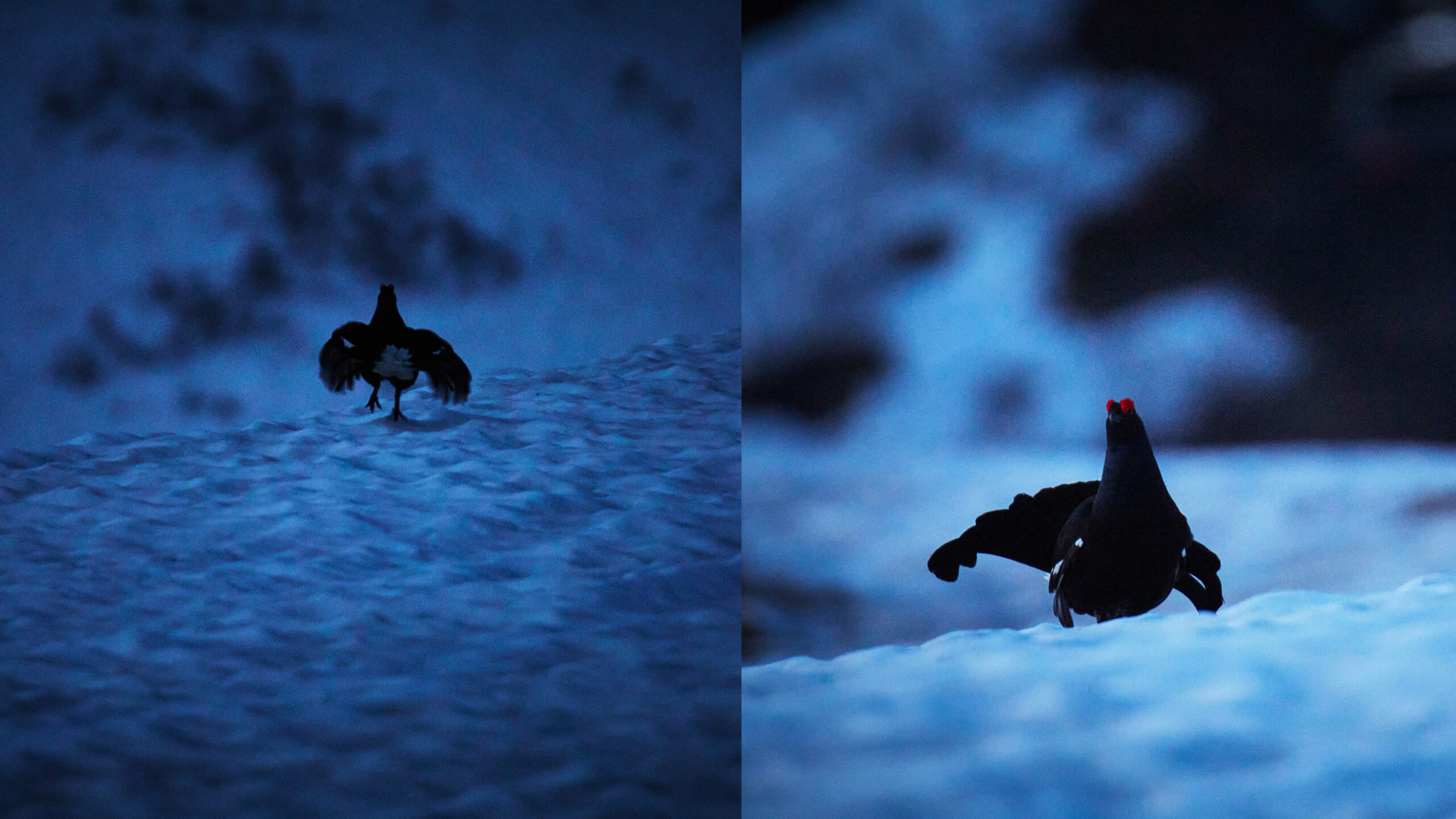 WILDLIFE