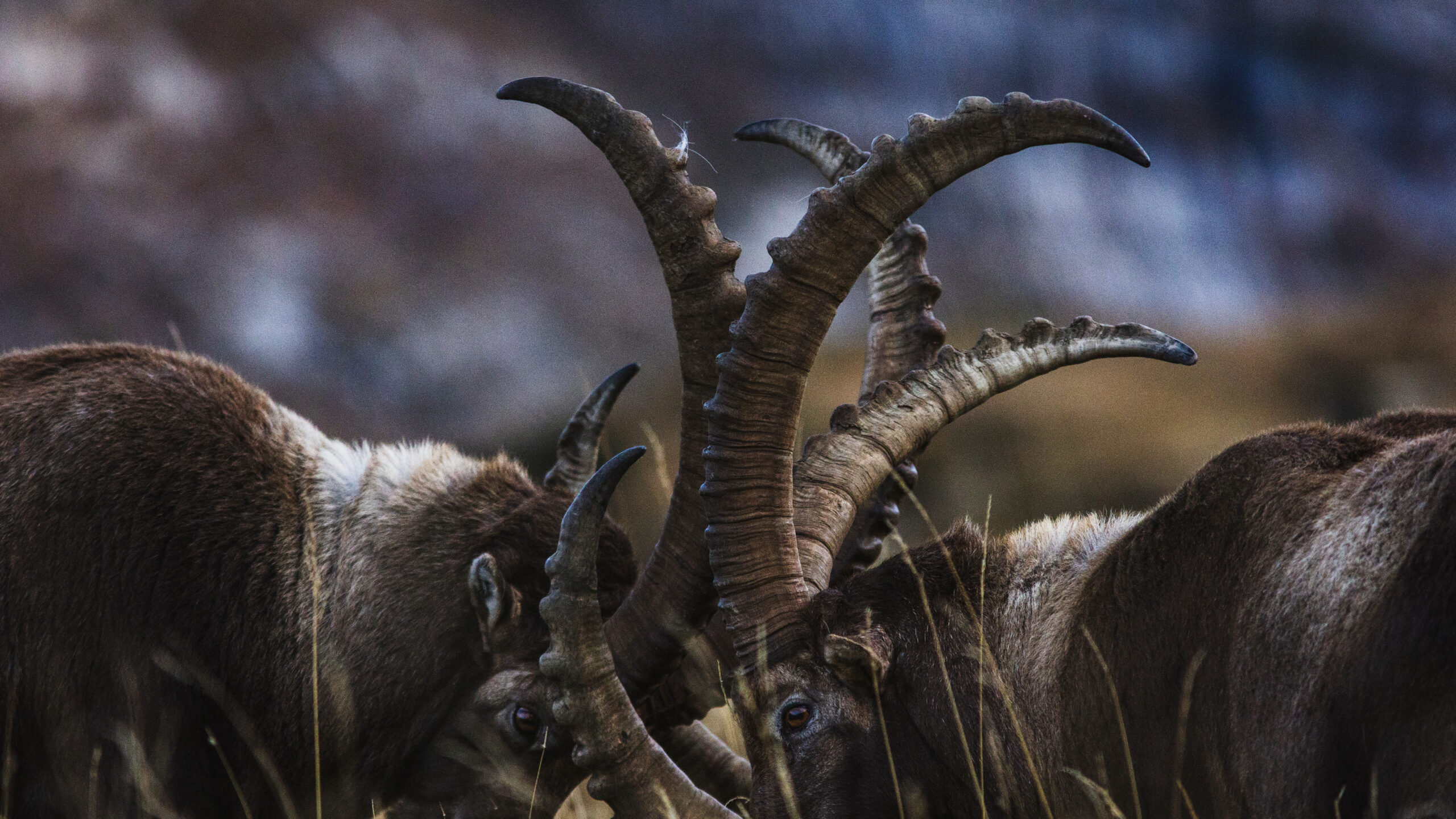 WILDLIFE