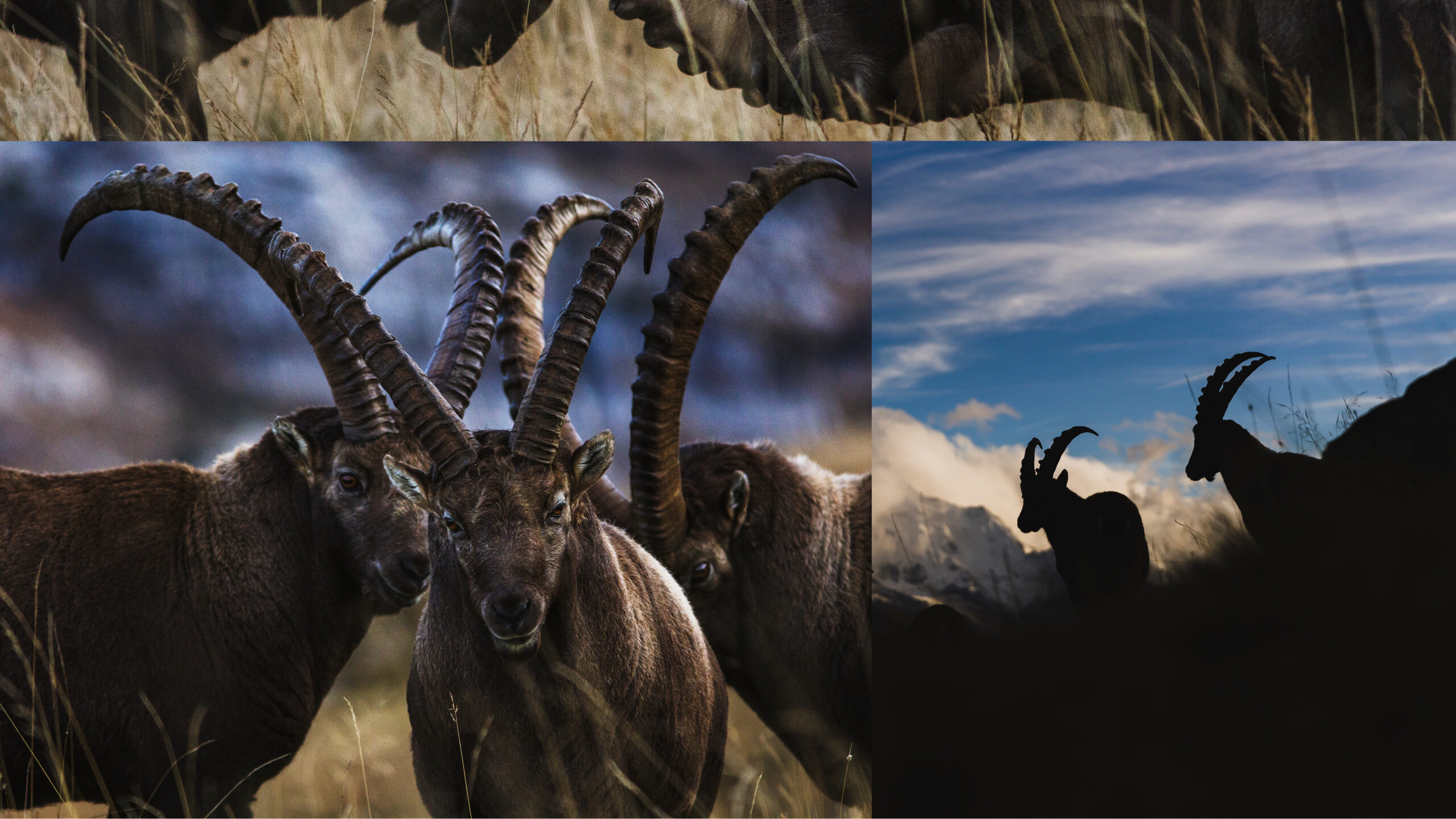 WILDLIFE