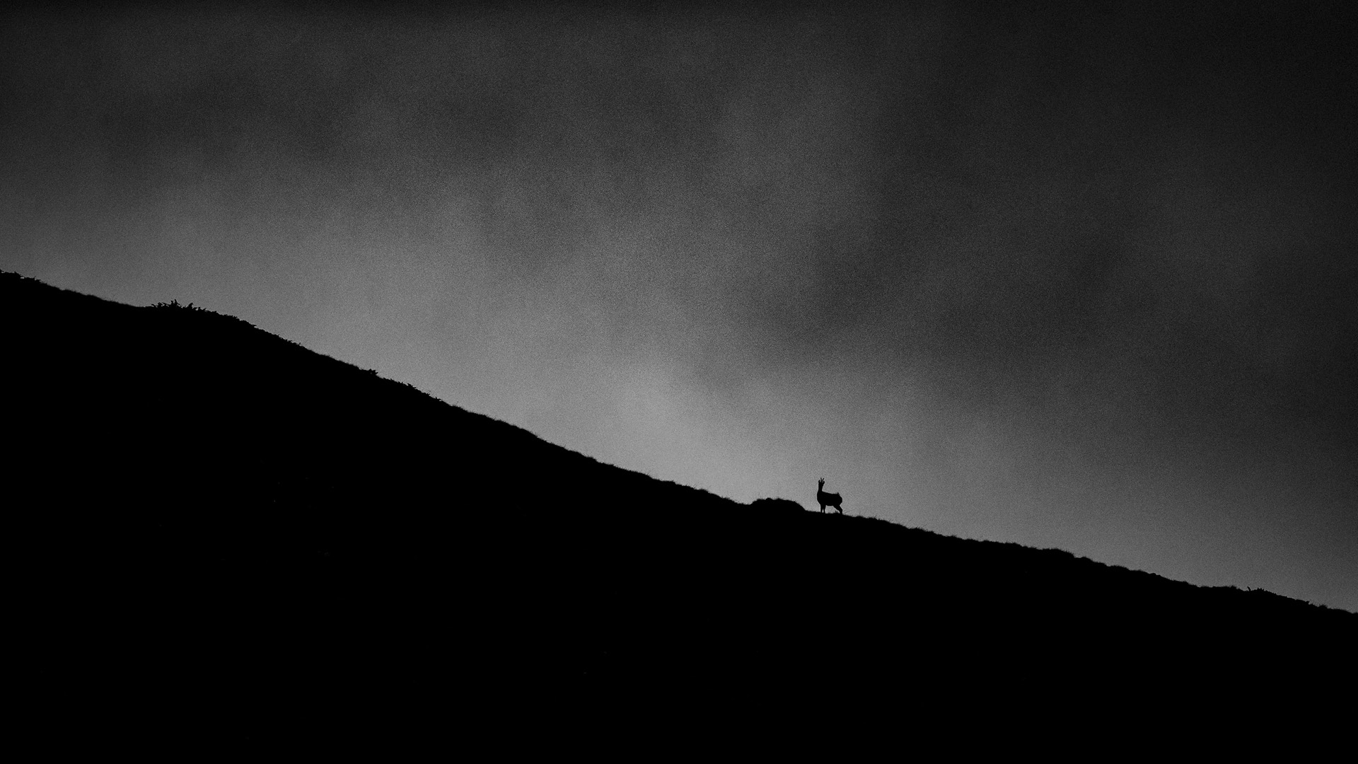 WILDLIFE