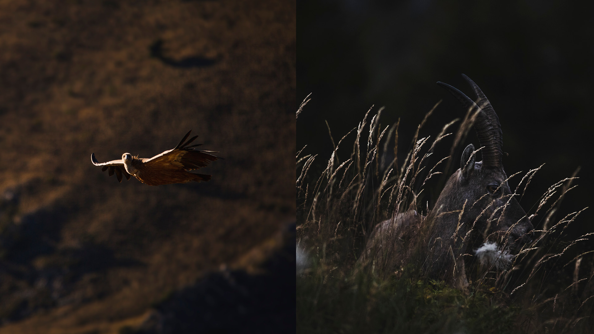 WILDLIFE