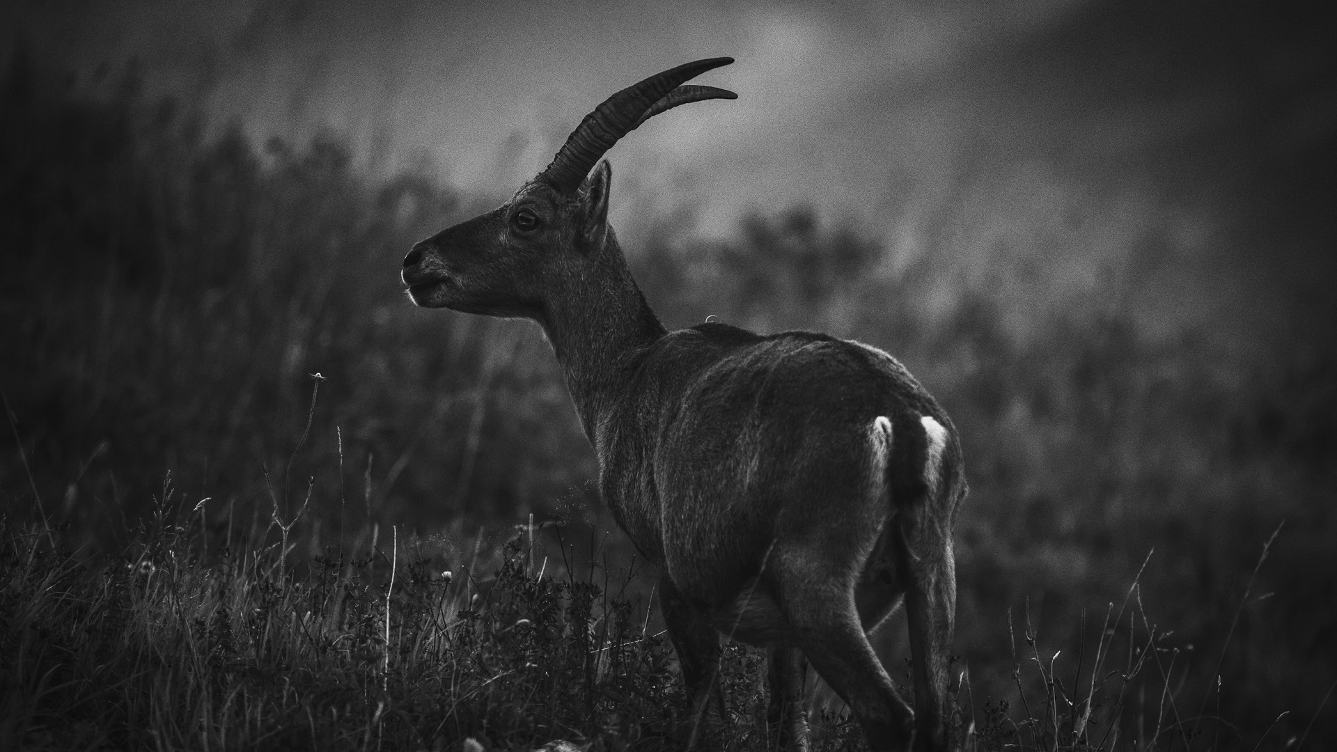 WILDLIFE