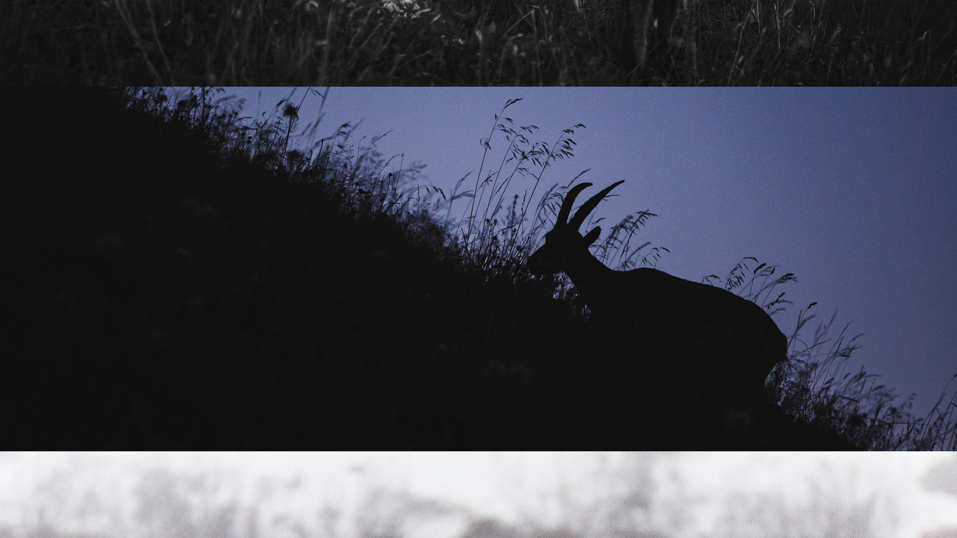 WILDLIFE