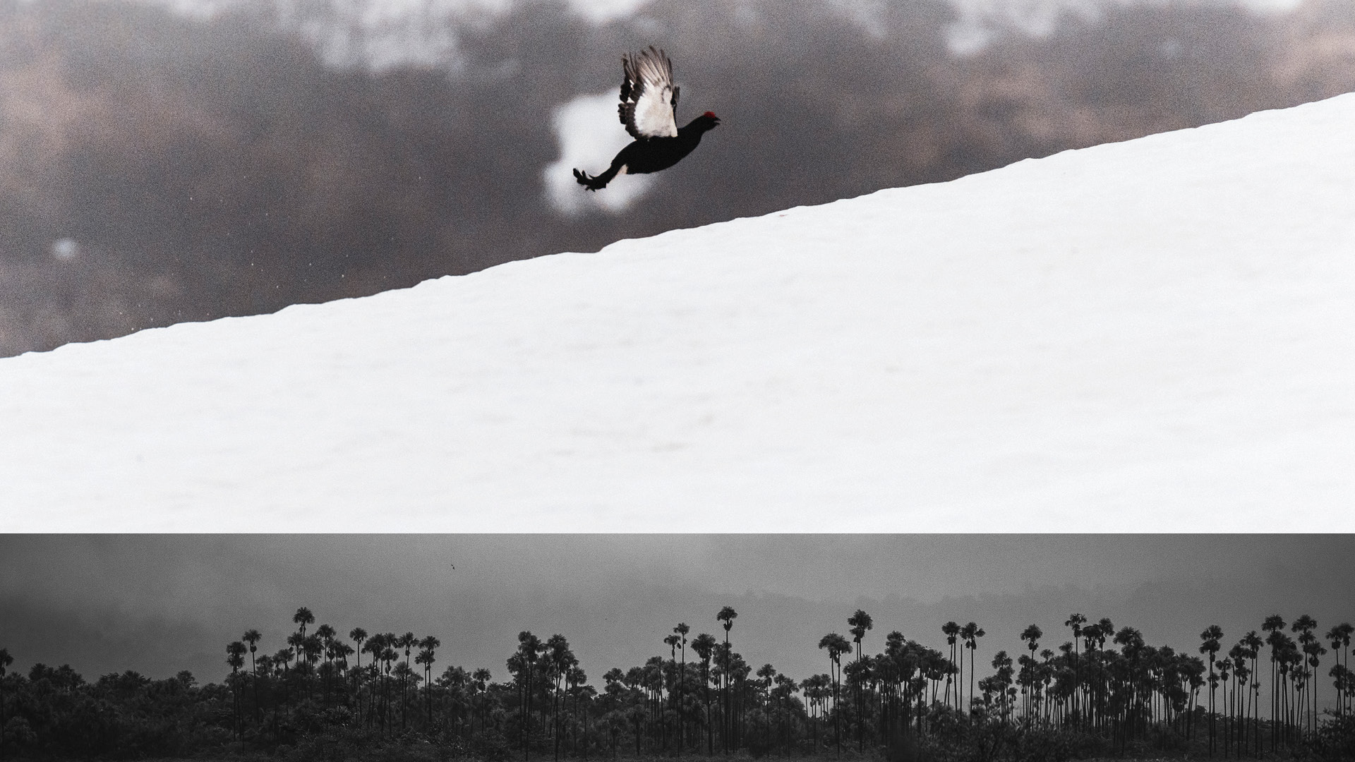 WILDLIFE
