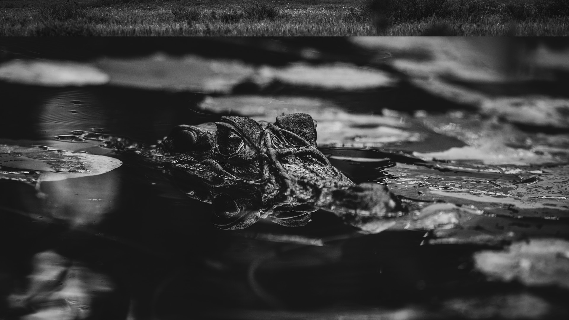 WILDLIFE