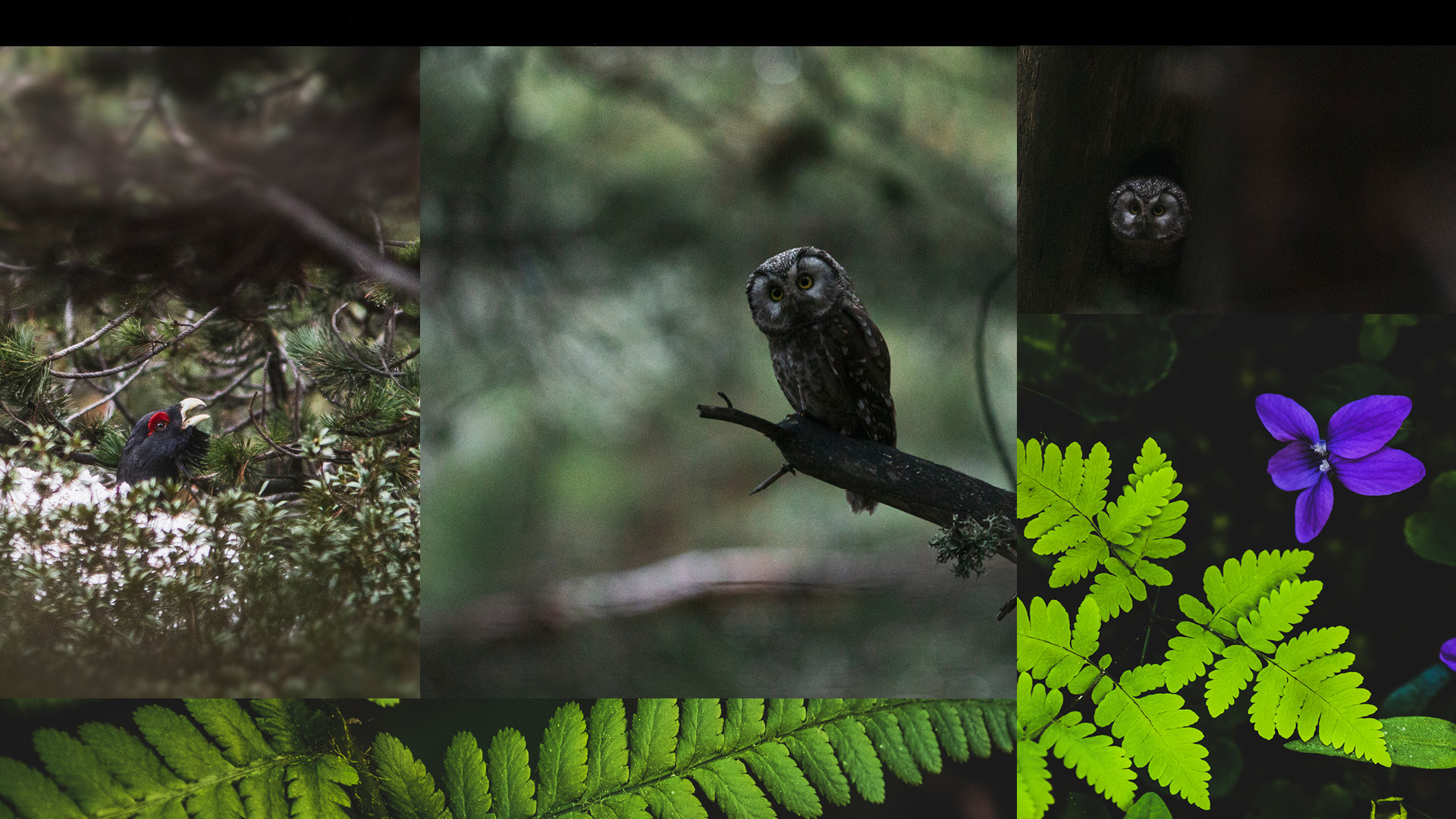 WILDLIFE
