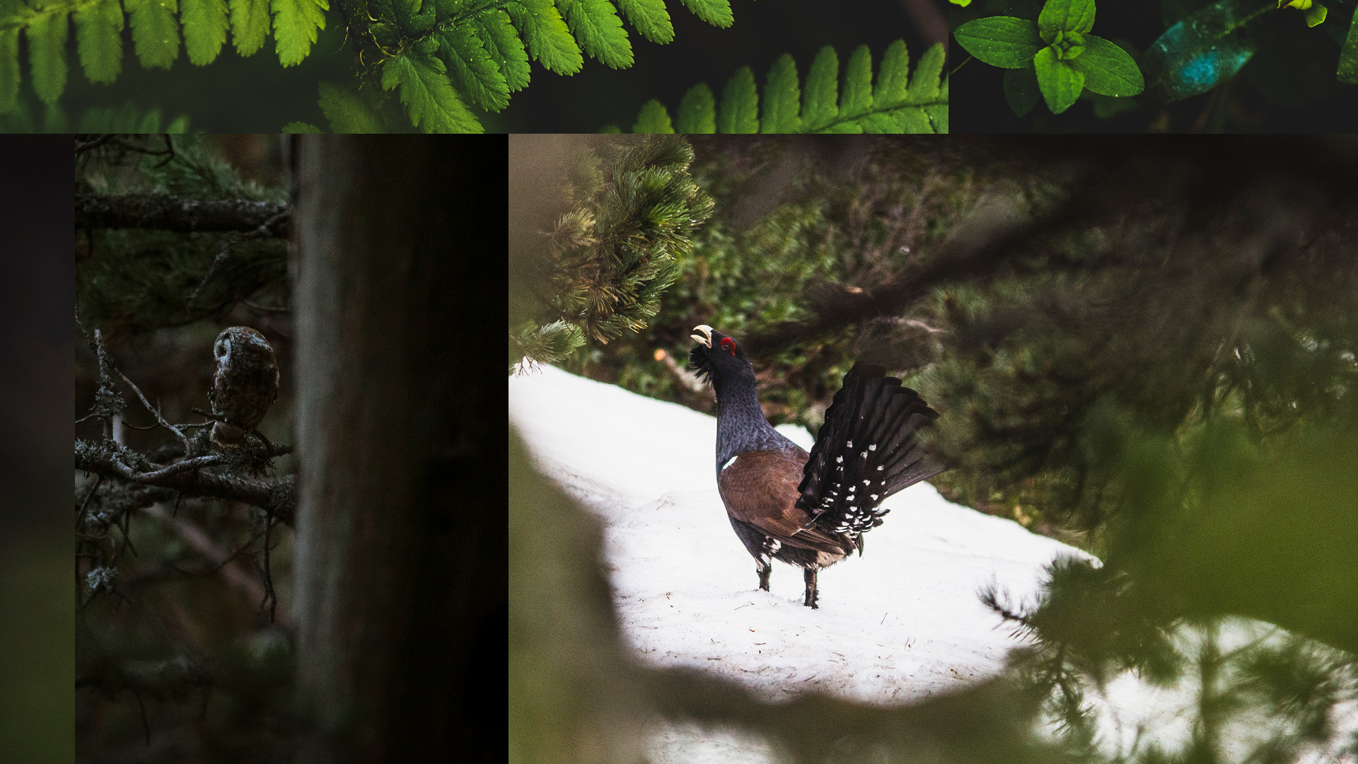 WILDLIFE
