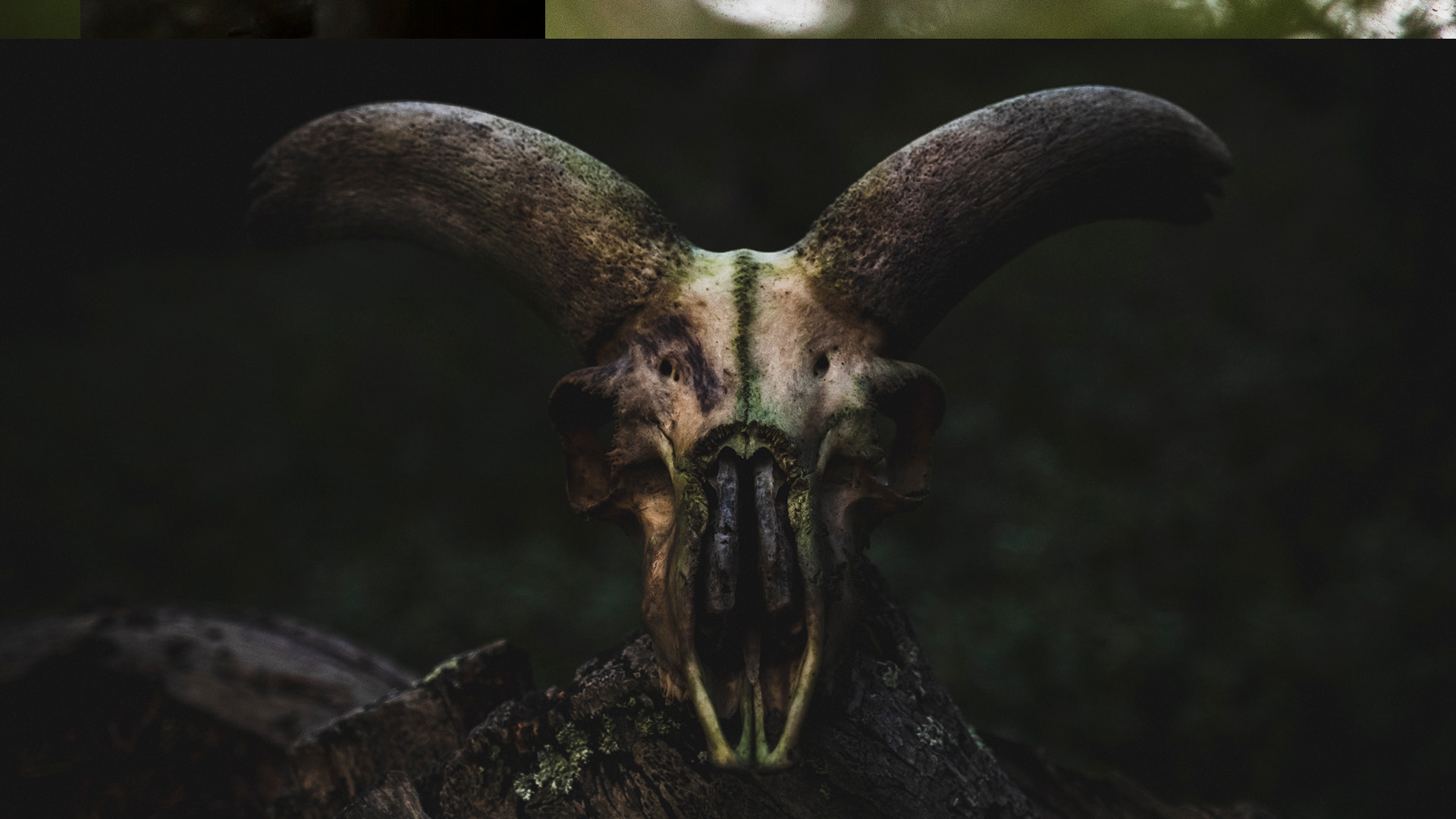 WILDLIFE