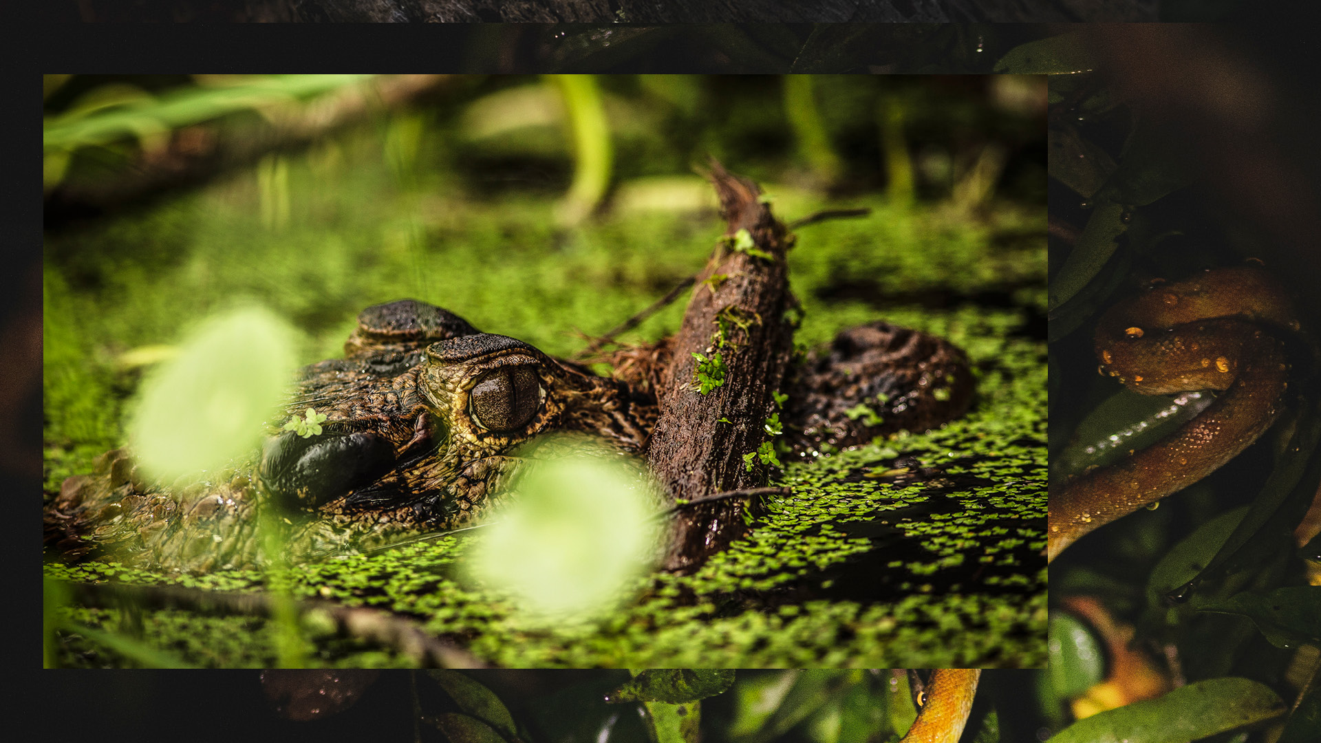 WILDLIFE