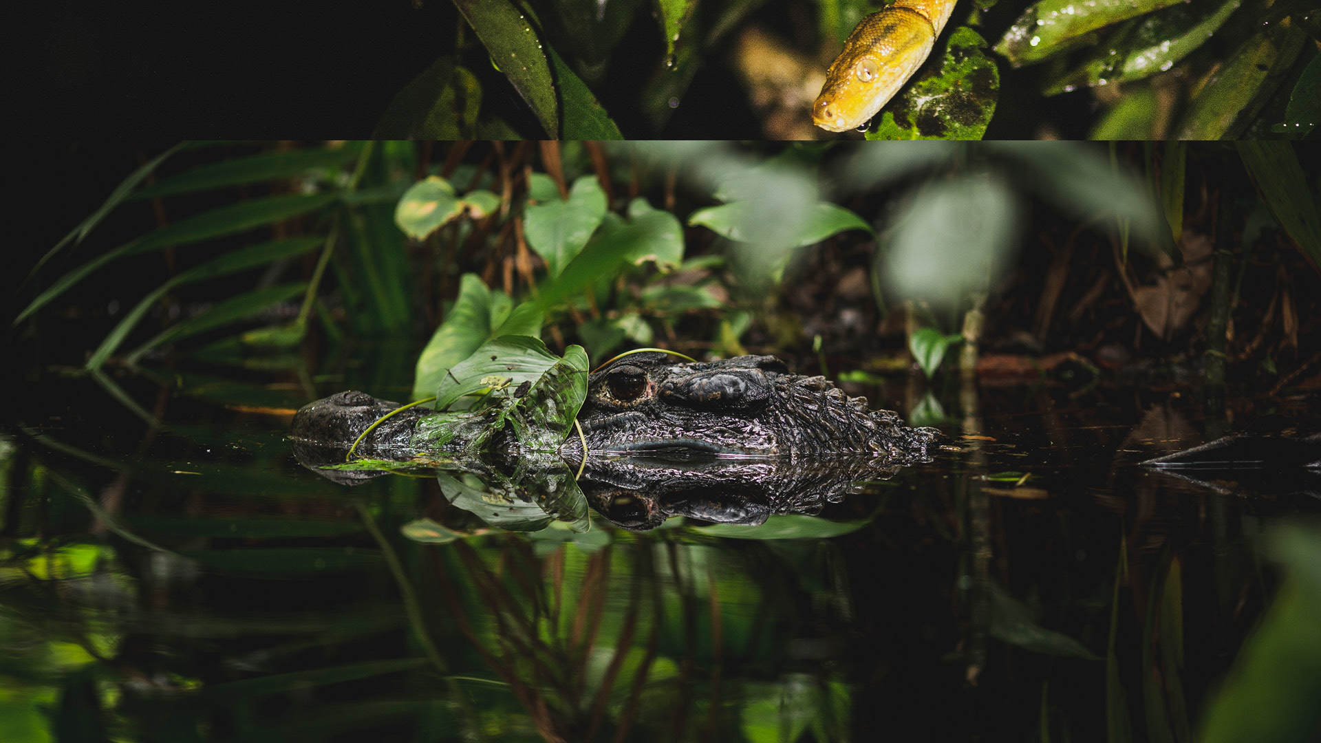WILDLIFE