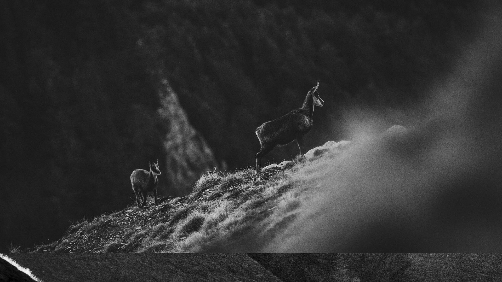 WILDLIFE