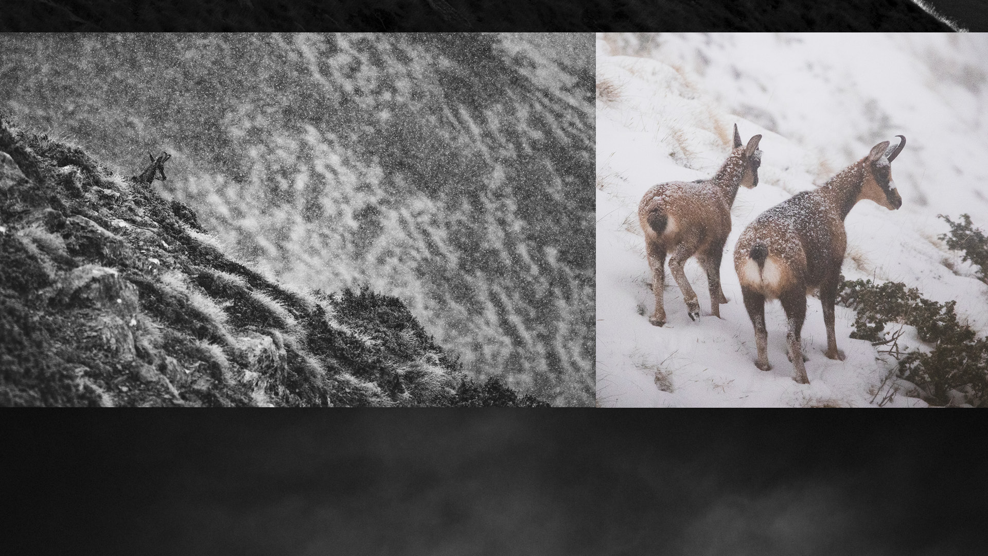 WILDLIFE