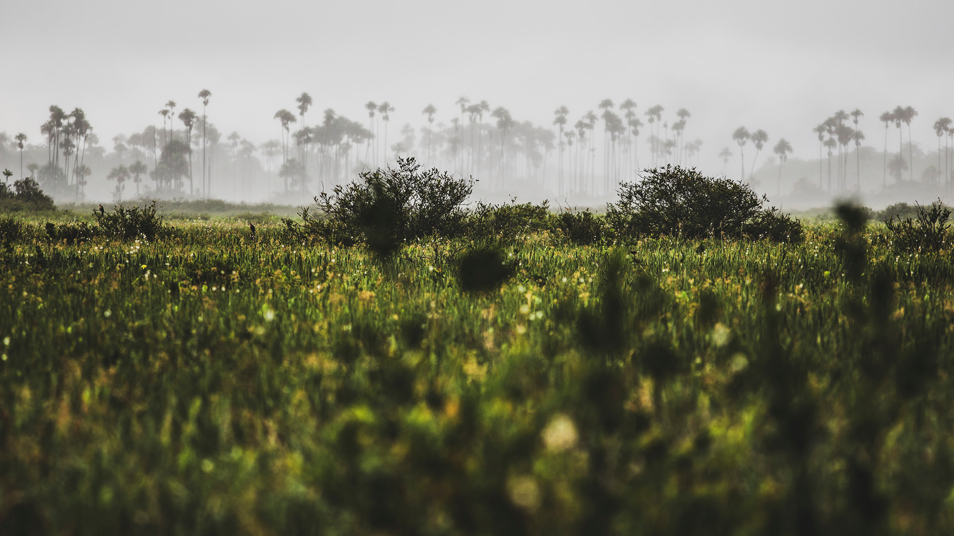 GUYANE MARTINIQUE