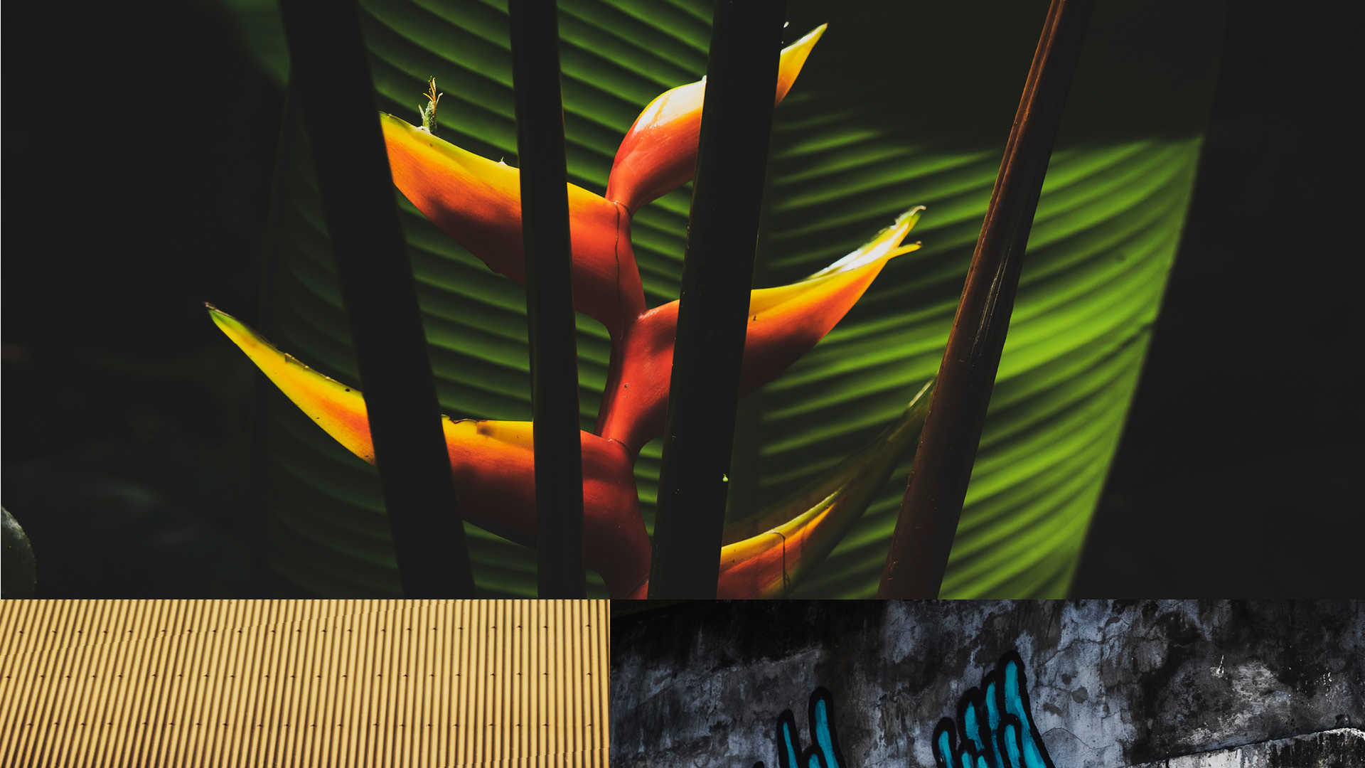 GUYANE MARTINIQUE