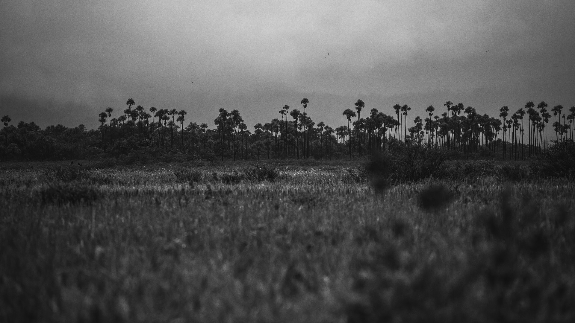 GUYANE MARTINIQUE