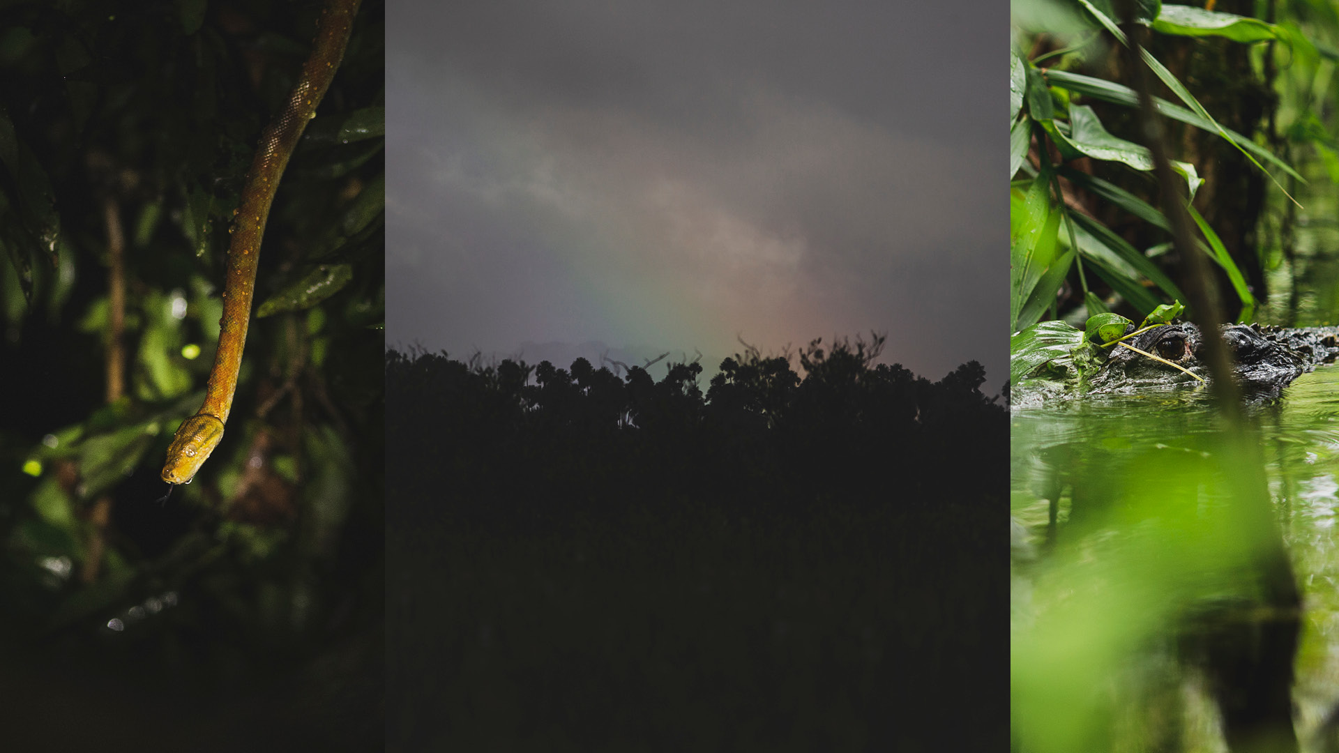 GUYANE MARTINIQUE